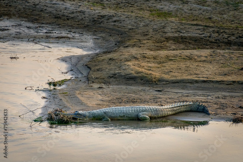 Crocodile in Chitwan, Nepal