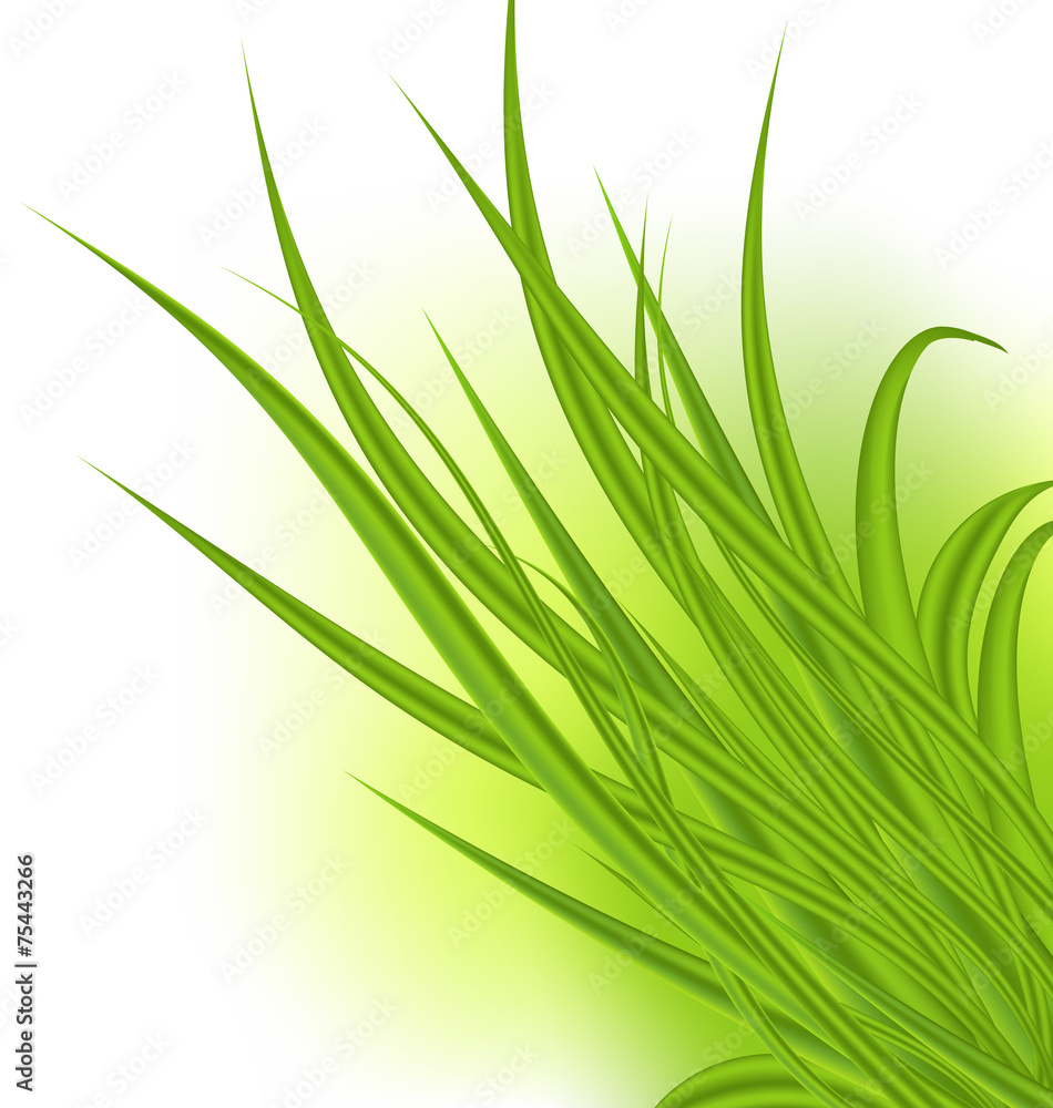 Fototapeta premium Green grass isolated on white background
