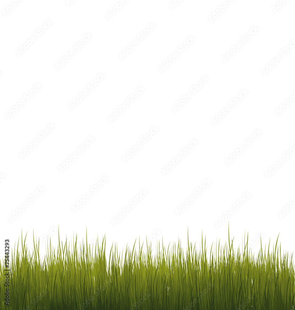Green grass isolated on white background Green grass isolated on white background