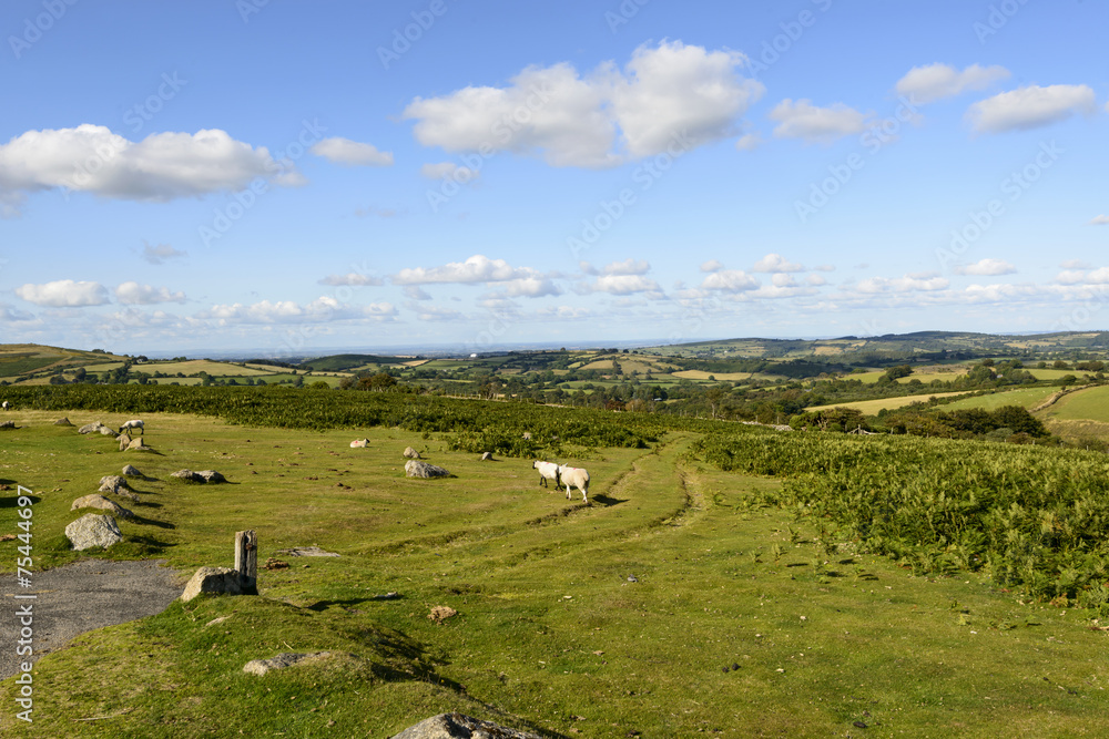 some sheep grazing in the moor, Dartmoor