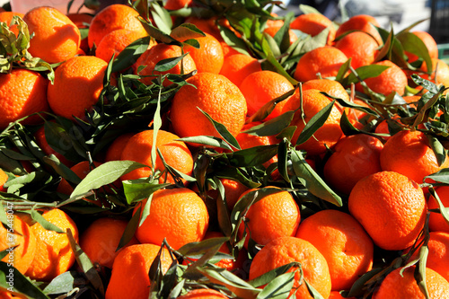 Greek Orange Harvest at Christmas