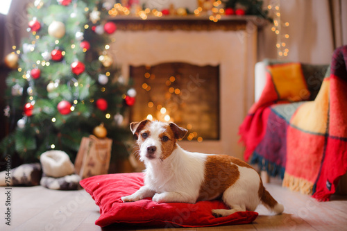 Jack Russell dog at the Christmas and New Year © annaav