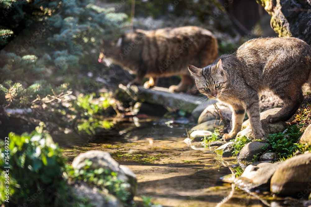 Obraz premium Wildcats (Felis silvestris) in their natural habitat
