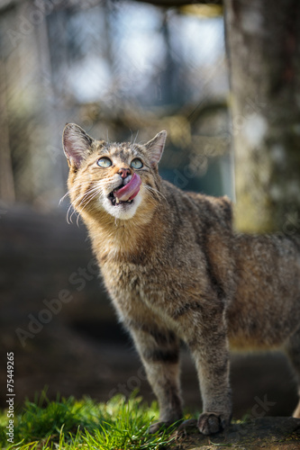 Wildcats (Felis silvestris) in their natural habitat