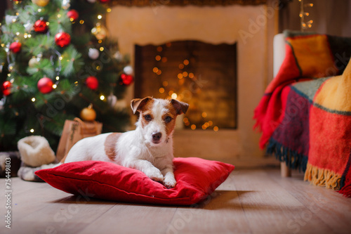 Jack Russell dog at the Christmas and New Year photo