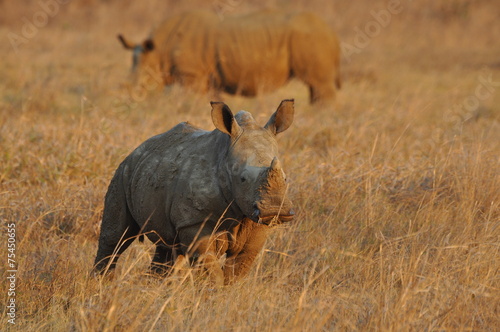 Wallpaper Mural Nashorn Baby Torontodigital.ca
