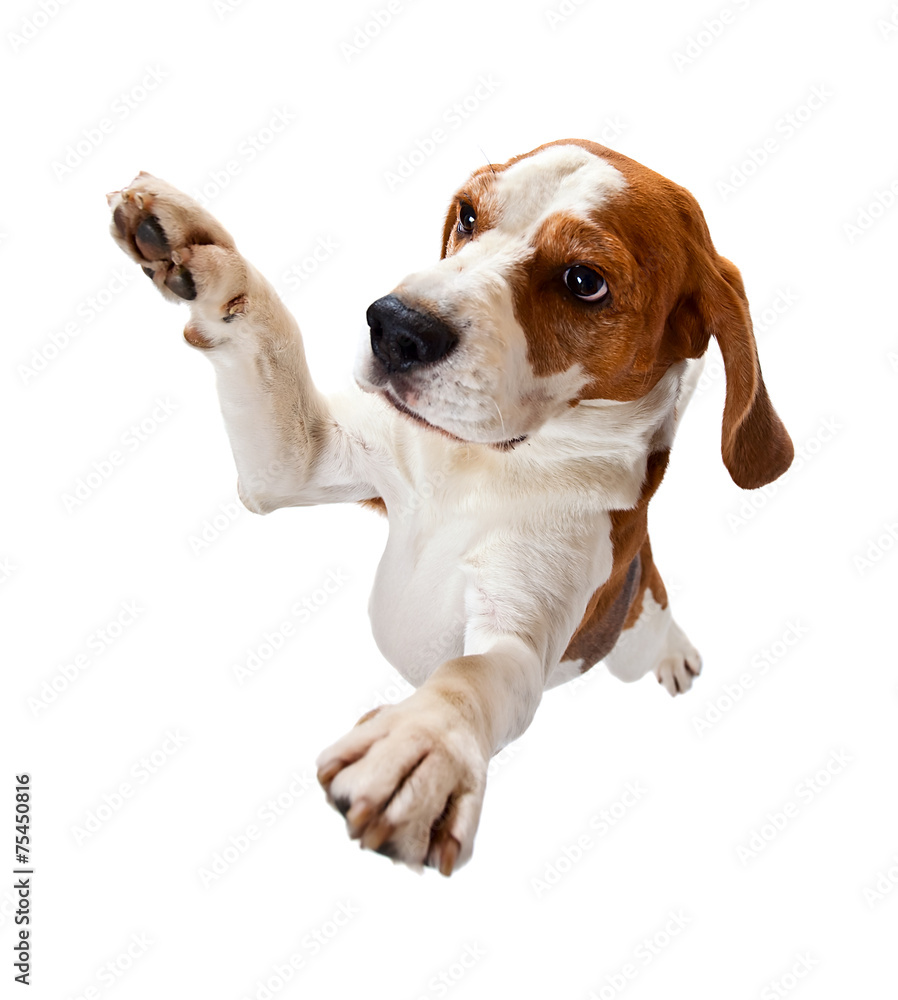 jumping beagle isolated on white