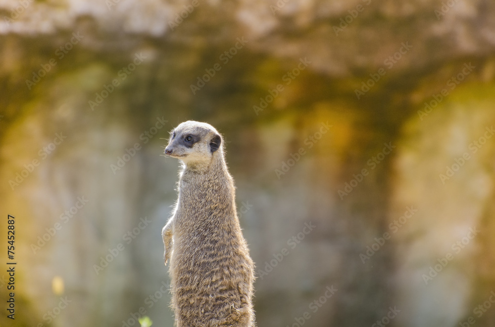 Fototapeta premium Animal Sunset