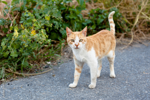 Outdoor cat