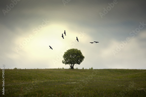 Canvas Print Wings over the tree