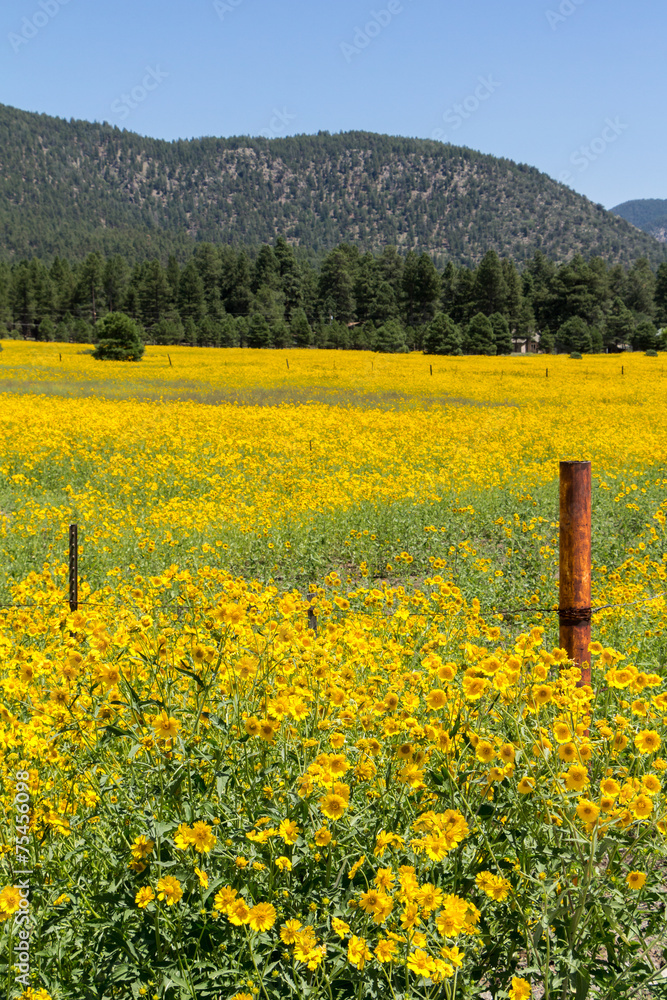 Farmfield with yellow flowers in Flagstaf Arizona