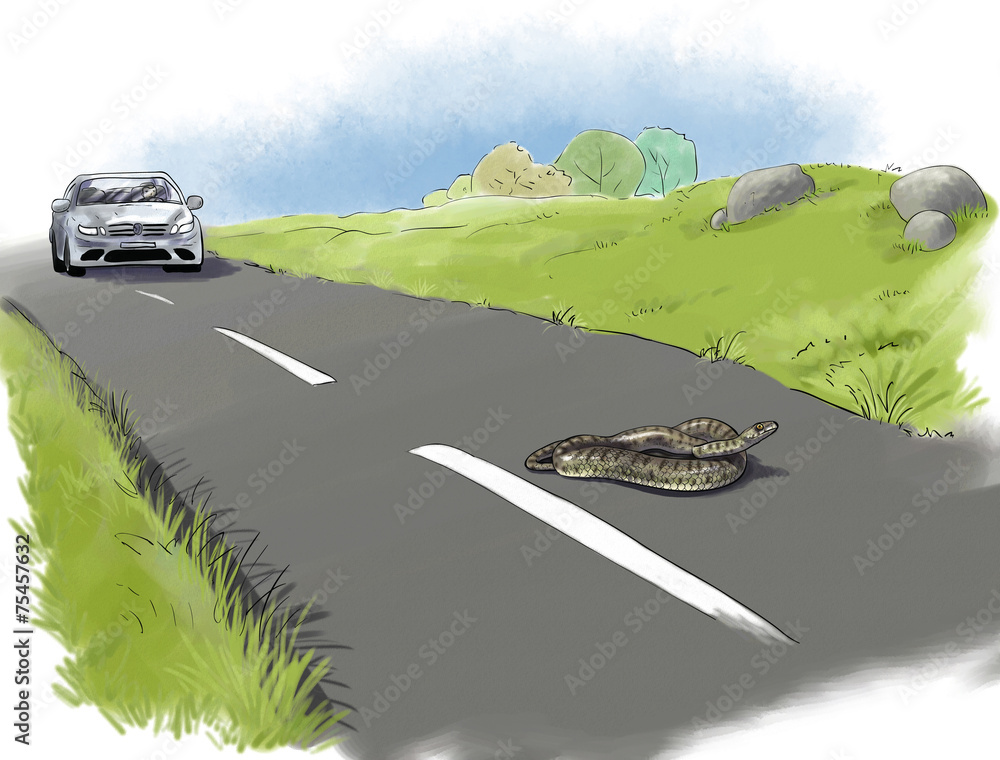 Fototapeta premium snake on road