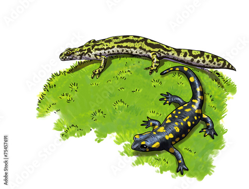 Fotografie, Obraz Tailed amphibians, newt and salamander