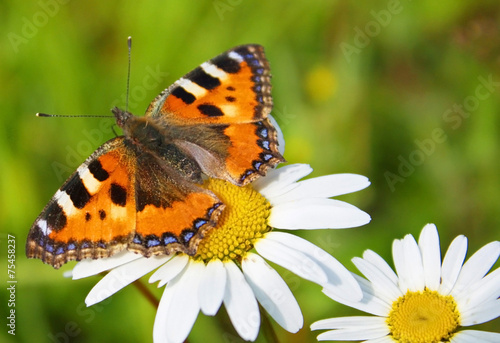 Small Tortoiseshell butterfly on camomile  #75458237