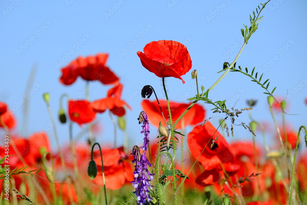 Fototapeta premium Mohn, Klatschmohn, Papaver