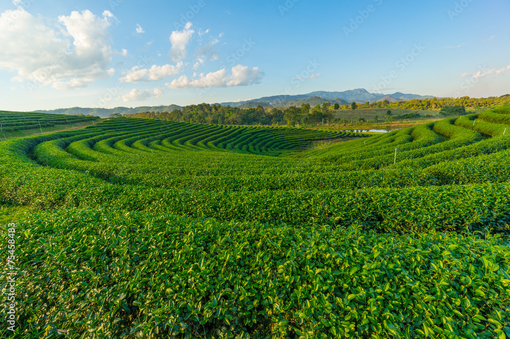 Curve of green tea field