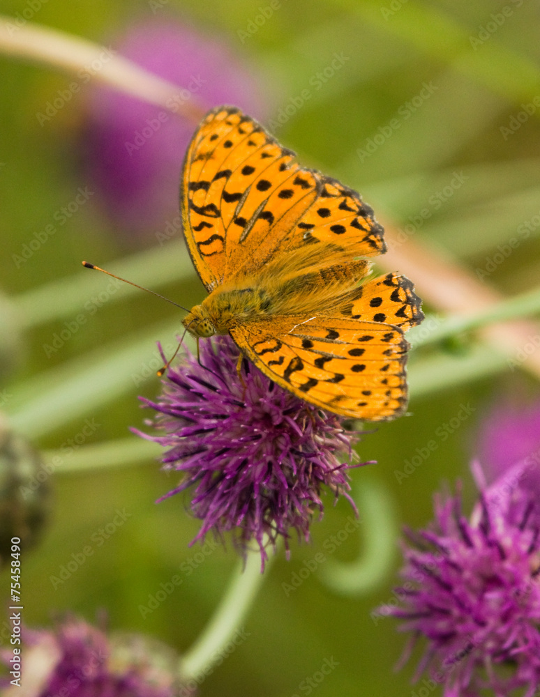 Silver-washed Fritillary butterfly on the flower Silver-washed Fritillary butterfly on the flower