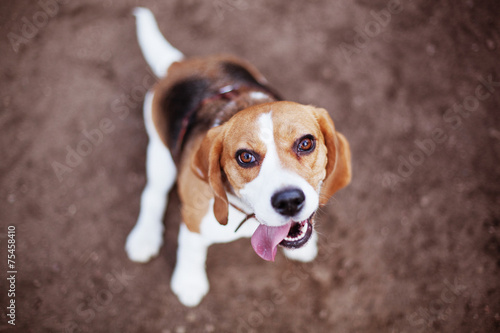 Best friend beagle dog happy to serve