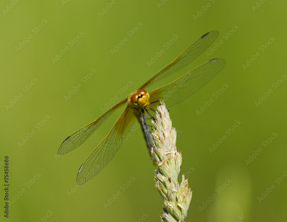 Dragonfly Dragonfly