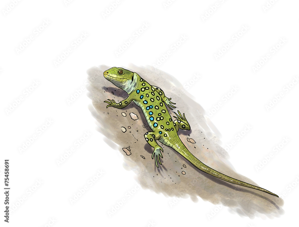 Fototapeta premium Running Ocellated Lizard