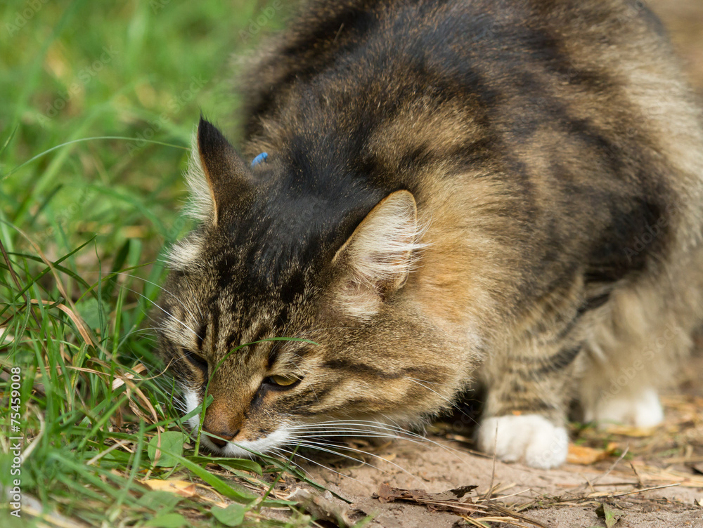 Cat sniff in grass