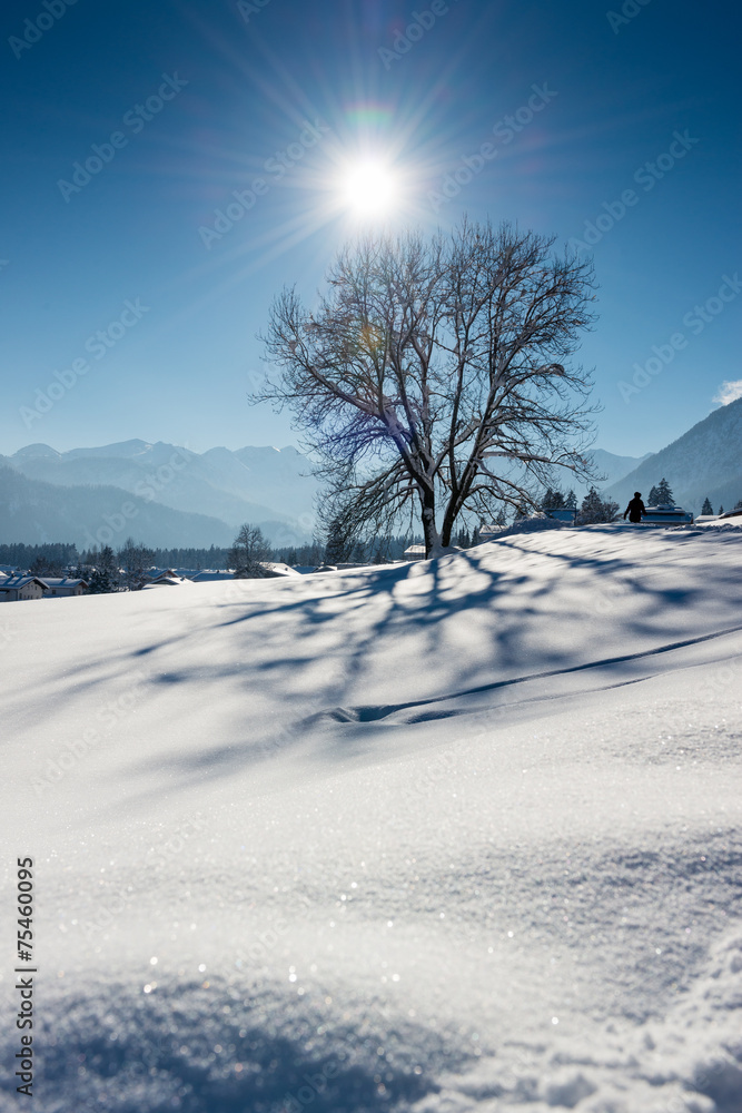 wonderfull tree in austrian alps with sun beams shining at snowy