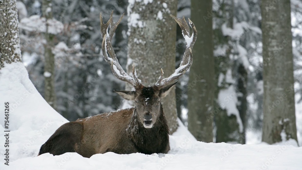 Rothirsch, Red deer, Cervus elaphus Rothirsch, Red deer, Cervus elaphus
