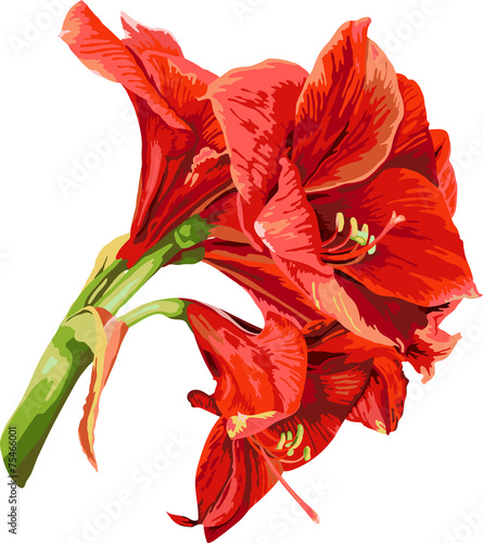 Fototapeta Naklejka Na Ścianę i Meble -  isolated detailed image of amaryllis flower on a stem in waterco