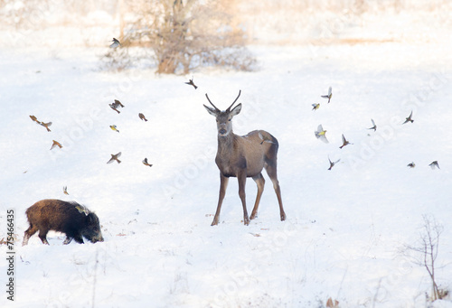 Wild animals on snow