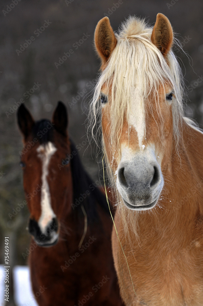 Obraz premium In coppia