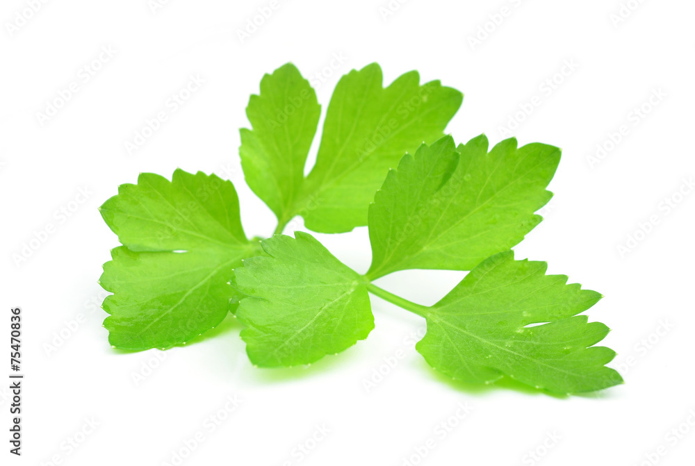 Coriander sprig isolated on white Coriander sprig isolated on white