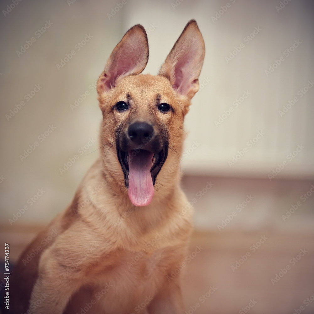 Fototapeta premium Portrait of an amusing puppy.