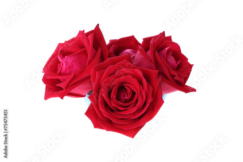 Fototapeta Naklejka Na Ścianę i Meble -  red rose flower isolated on white background
