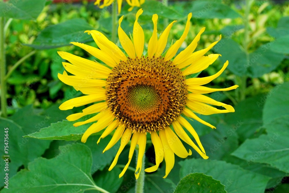 Obraz premium sun flower