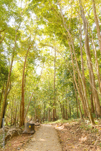 pathway in the forest