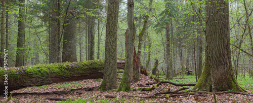 Foto Springtime deciduous stand of Bialowieza Fores