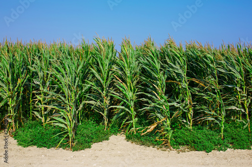 A green field of corn growing up. Agriculture background