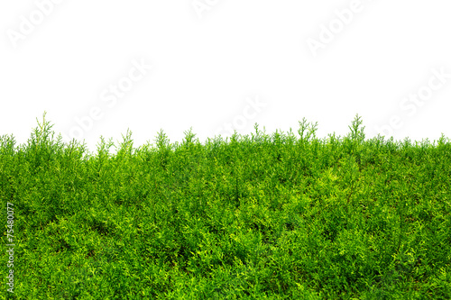 Green Hedge of Thuja Trees (cypress, juniper). Isolated