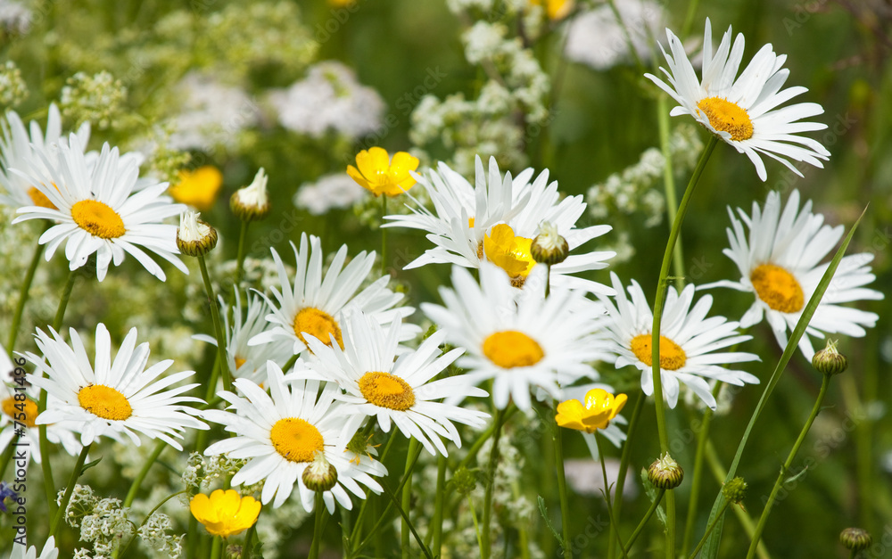 Wildflowers: chamomiles and buttercups 