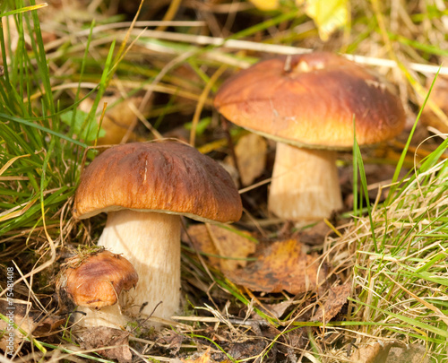 Penny bun mushrooms © Vitaly Ilyasov