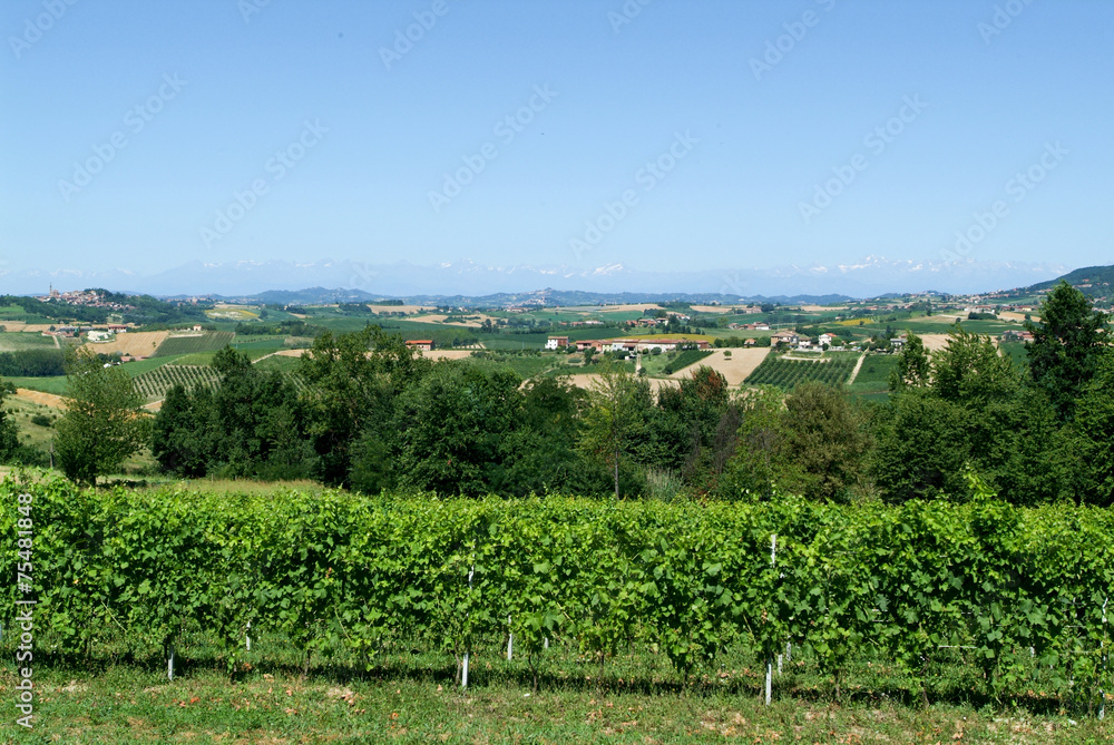 Vineyards of Monterrato on Piedmont