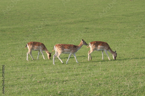 Fallow deer