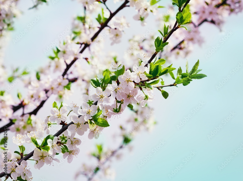 blossom cherry or apple branch against blue sky blossom cherry or apple branch against blue sky