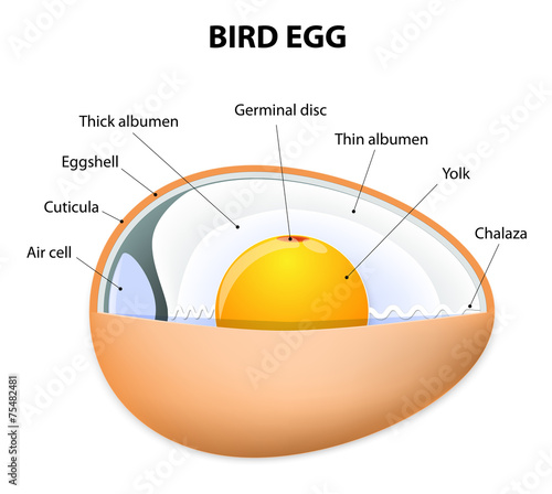 bird egg structure