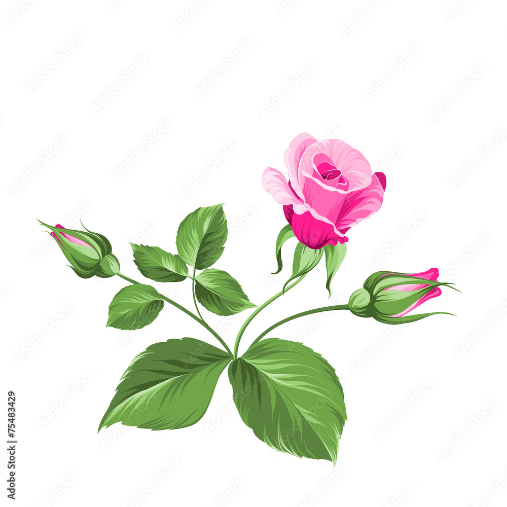 Fototapeta premium Pink rose.