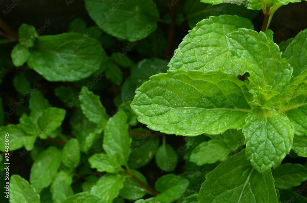Fresh raw mint leaves Fresh raw mint leaves