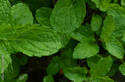Wallpaper Mural Fresh raw mint leaves Torontodigital.ca