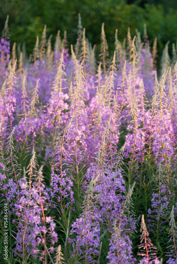 Fototapeta premium Fireweed flowers 