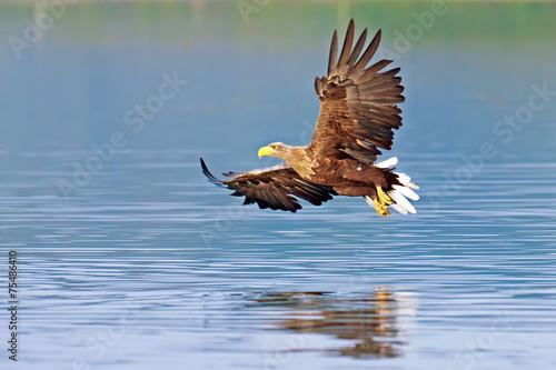 Photos Seeadler