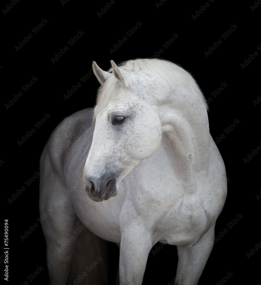 White horse on black, isolated. - obrazy, fototapety, plakaty 